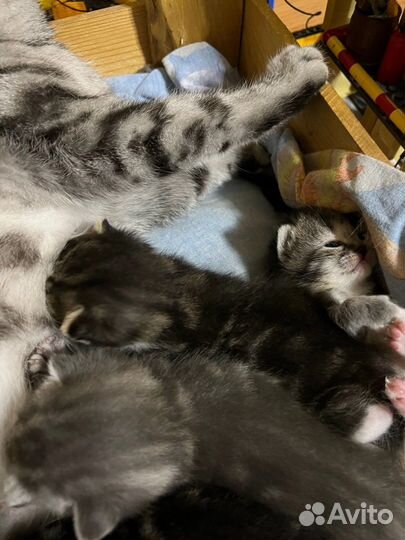 Отдам котят в хорошие руки