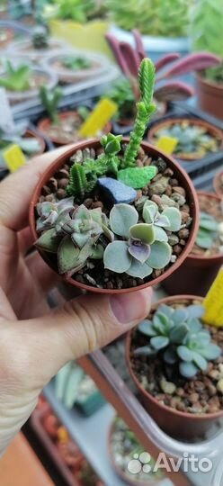 Суккуленты 