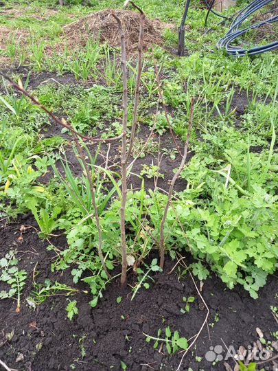 Слива Жёлтая крупноплодная