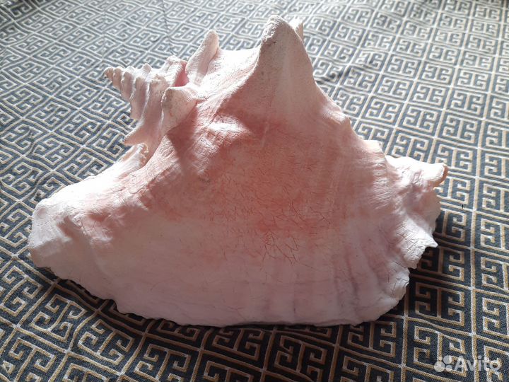 Большая морская раковина