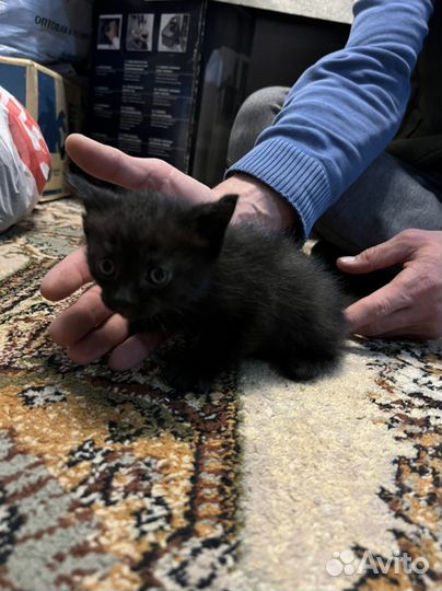 Кошка, котята