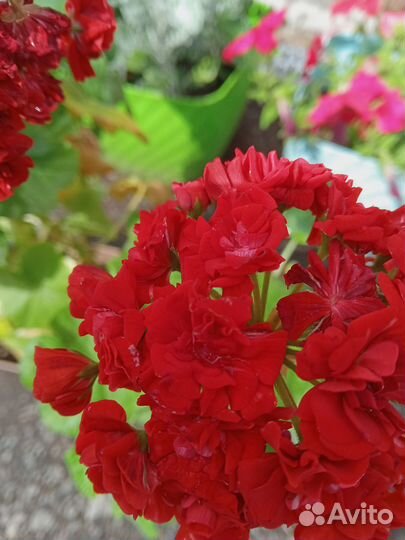 Продам герань
