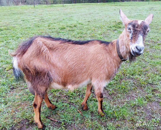 Коза дойная