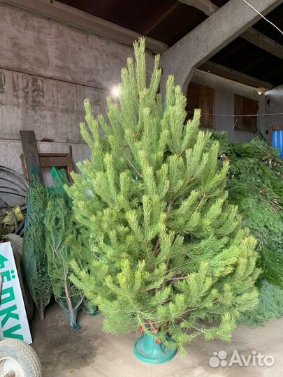 Ель сосна пихта