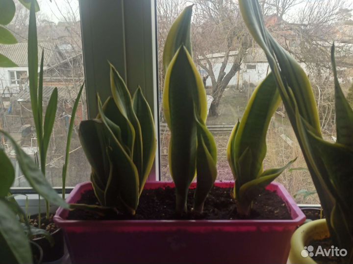 Сансевиерия