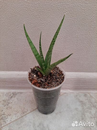 Сансевиерия Comet Kichaka