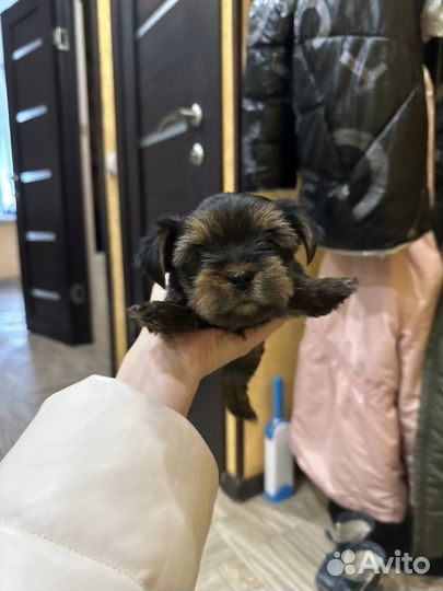 Йоркширский терьер