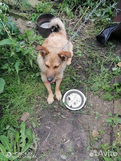 Собака в добрые руки