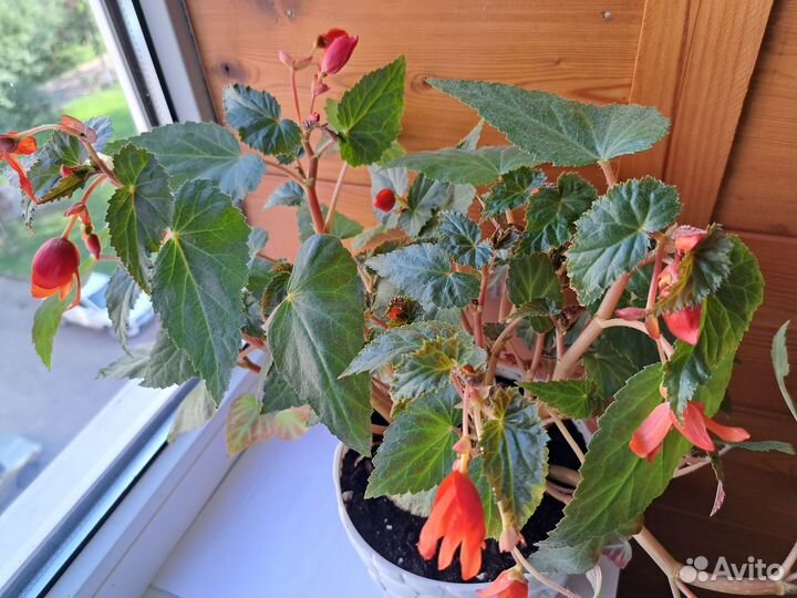 Бегония ампельная
