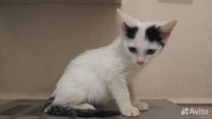 Отдам котят 2,5месяца