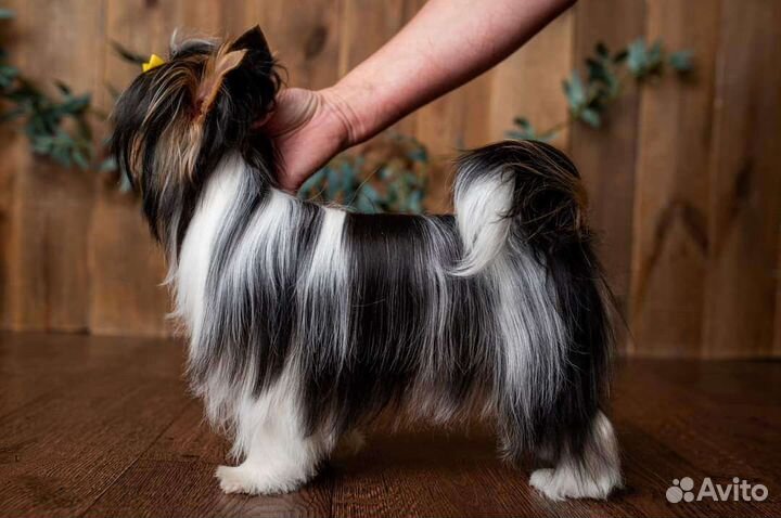 Очень красивая Принцесса породы Бивер