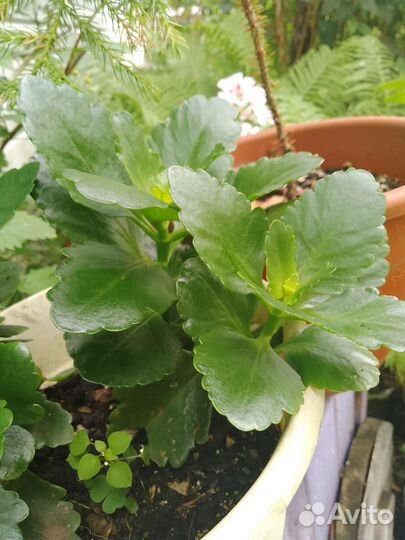 Комнатные растения