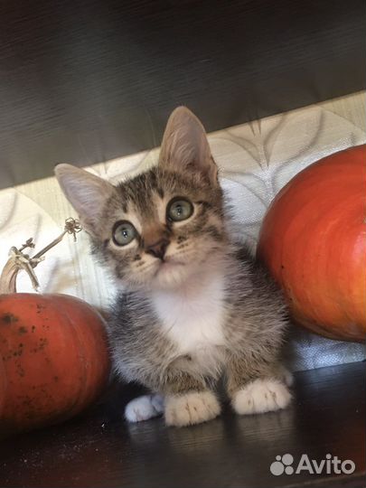 Потрясающий котенок