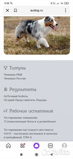 Щенки аусси (австралийская овчарка)