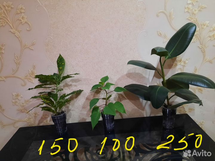 Набор цветов