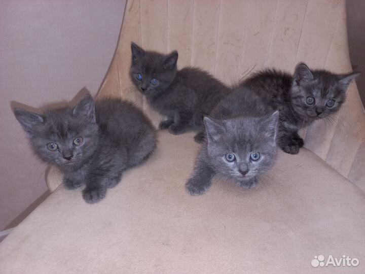 Котята шотландской мамы