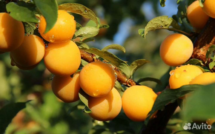 Алыча Солнечный зайчик