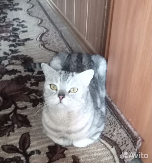 Британский кот