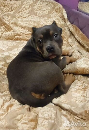 Американский булли(обмен) или продажа