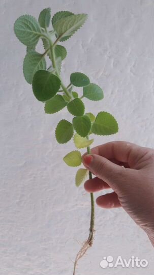 Комнатная мята