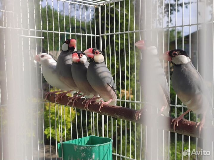 Амадины рисовые