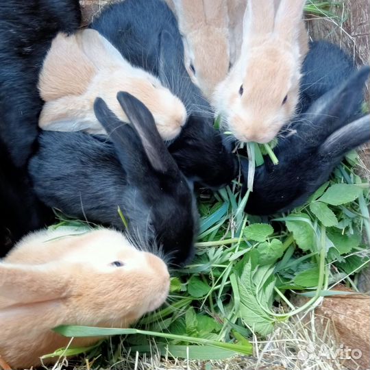 Кролики крольчата