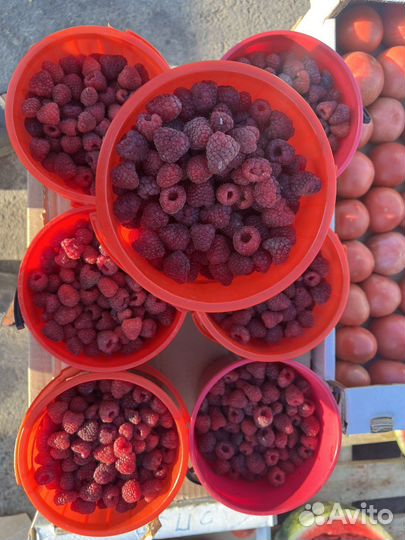 Малина Дагестан