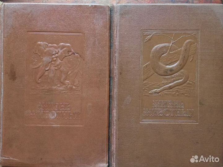 Жизнь Животных Брэм