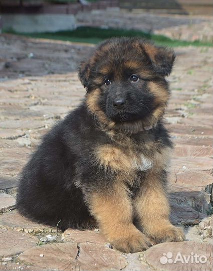 Немецкая овчарка