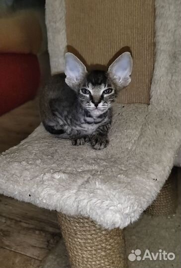 Донской сфинкс