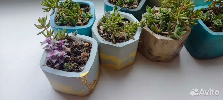 Суккуленты