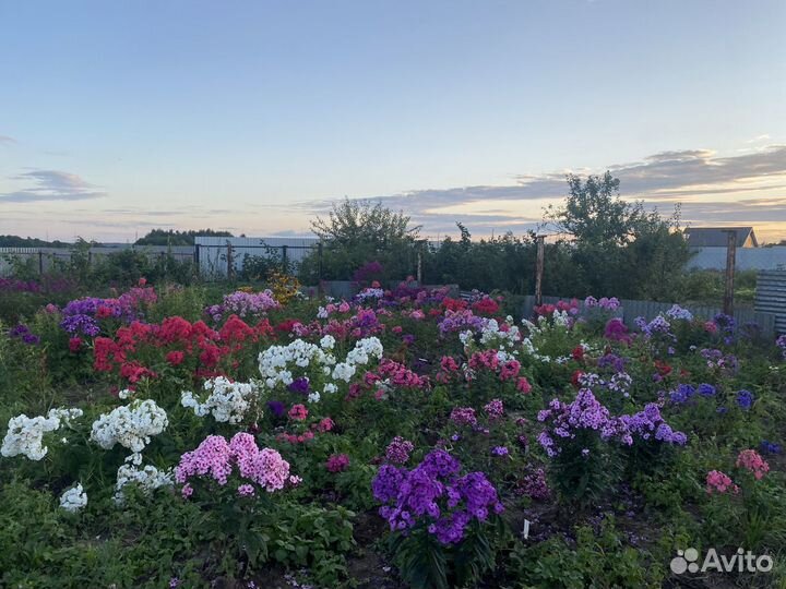 Цветы Флоксы