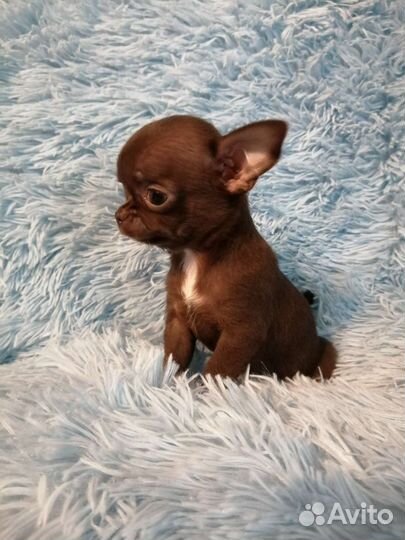 Чиходевочка минюшка