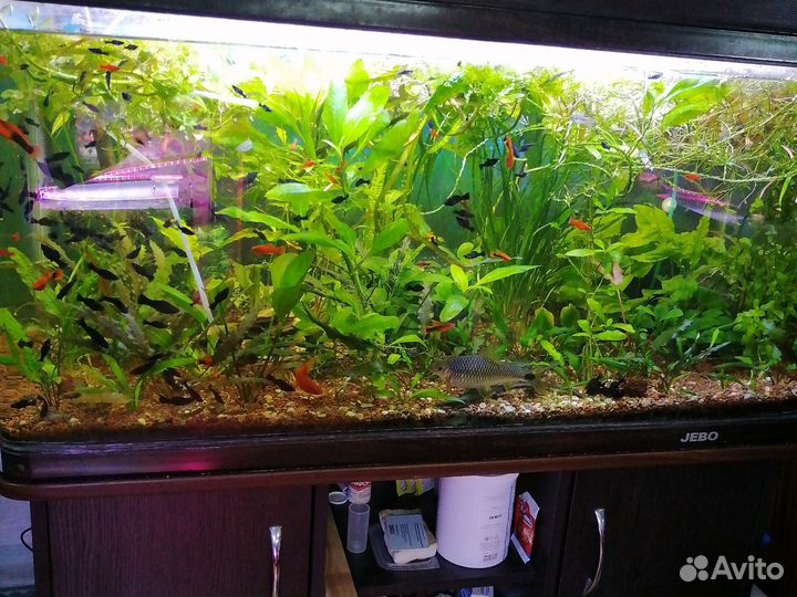 Аквариумные удобрения, средства против водорослей