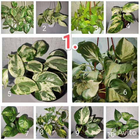 Эпипремнумы и сциндапсусы 1часть