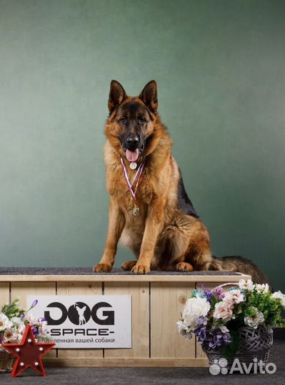 Вязка немецкая овчарка