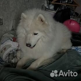 porno - Купить недорого собаку или щенка🐕 в Москве | Цены на ...