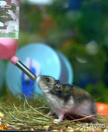 Продам хомячков