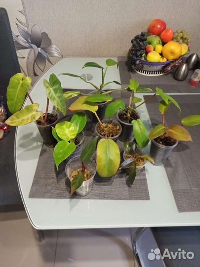 Филодендроны