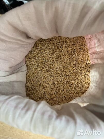 Семена перца полет