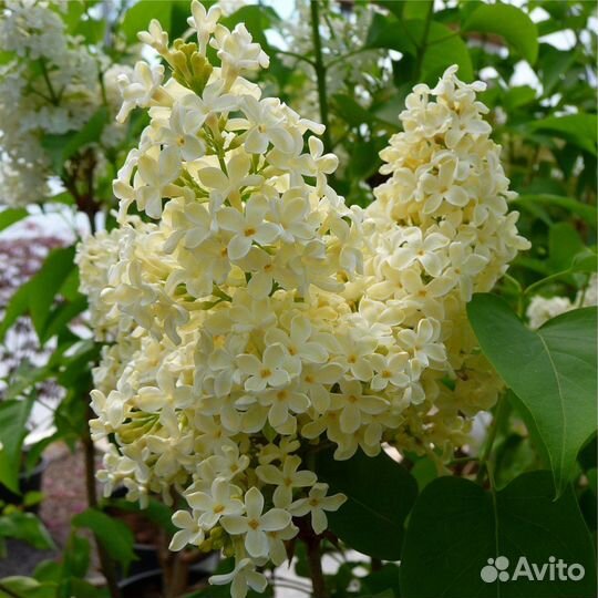 Сирень Примроуз - саженцы в p9