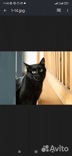 Нежный котик в добрые руки