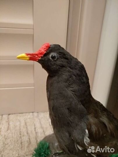 Птица чучело Петушок болотной курочки