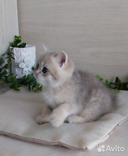 Девочки шотландские