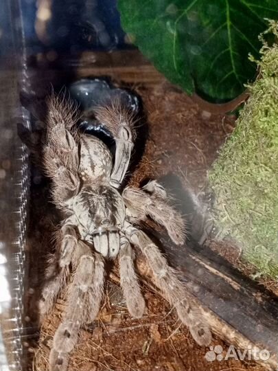 Heteroscodra maculata. Архангельск-Новодвинск