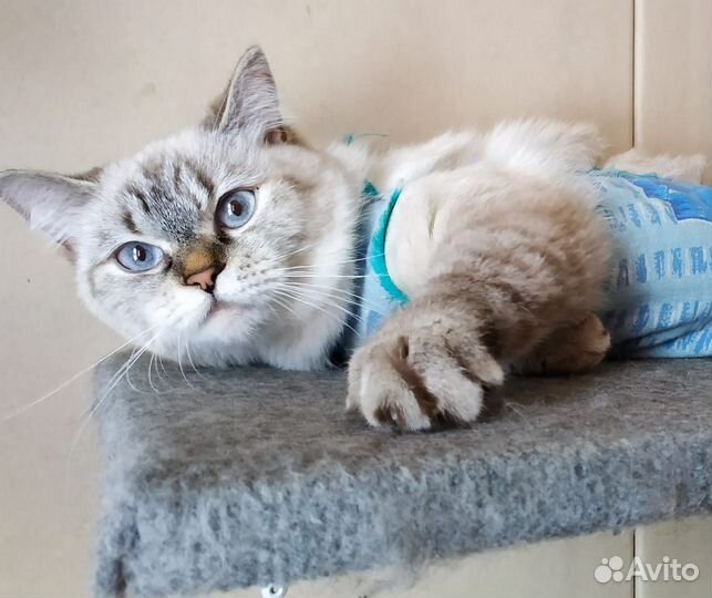 Кисуля возраст 1,5 год