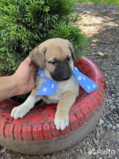 Щенок мальчик