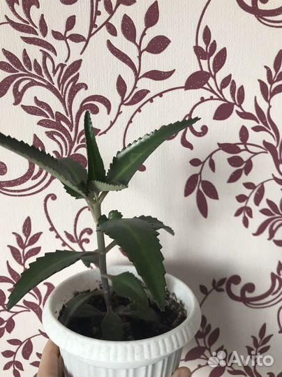 Каланхоэ от насморка