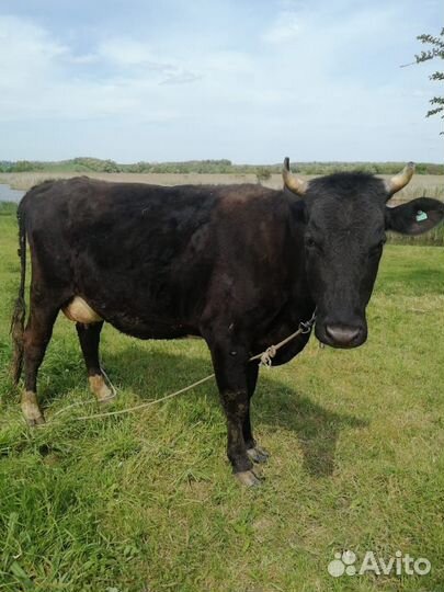 Корова дойная