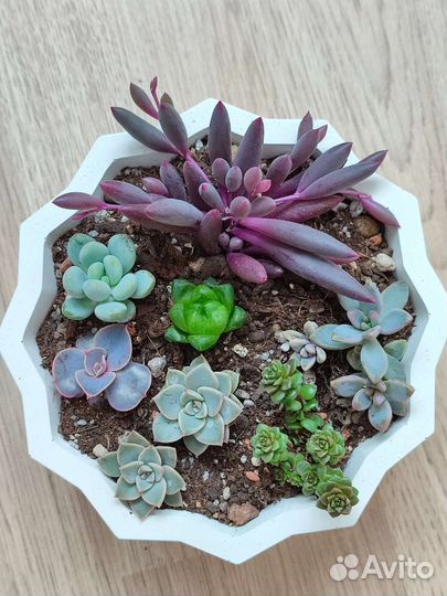 Суккуленты